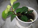 Desert privet